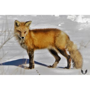 Fox standing in patch of snow